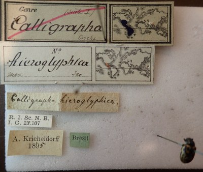 BE-RBINS-ENT Calligrapha_125 Calligrapha hieroglyphica Label.jpg