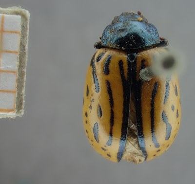 BE-RBINS-ENT Calligrapha_126 Calligrapha ignara Dorsal.jpg BE-RBINS-ENT Calligrapha_126 Calligrapha ignara Dorsal.jpg