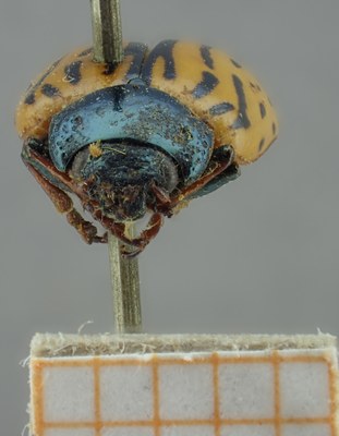BE-RBINS-ENT Calligrapha_126 Calligrapha ignara Frontal.jpg BE-RBINS-ENT Calligrapha_126 Calligrapha ignara Frontal.jpg