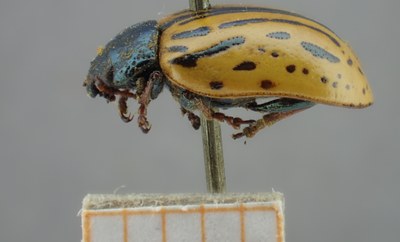 BE-RBINS-ENT Calligrapha_126 Calligrapha ignara Lateral.jpg BE-RBINS-ENT Calligrapha_126 Calligrapha ignara Lateral.jpg