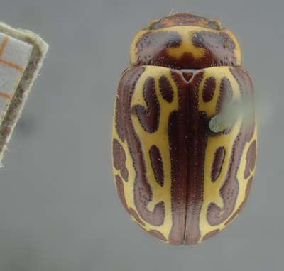 BE-RBINS-ENT Calligrapha_136 Calligrapha limbaticollis Dorsal.jpg BE-RBINS-ENT Calligrapha_136 Calligrapha limbaticollis Dorsal.jpg