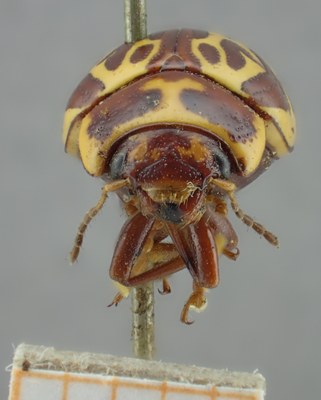 BE-RBINS-ENT Calligrapha_136 limbaticollis Frontal.jpg BE-RBINS-ENT Calligrapha_136 limbaticollis Frontal.jpg