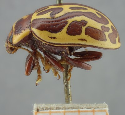 BE-RBINS-ENT Calligrapha_136 Calligrapha limbaticollis Lateral.jpg BE-RBINS-ENT Calligrapha_136 Calligrapha limbaticollis Lateral.jpg