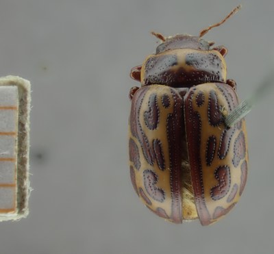 BE-RBINS-ENT Calligrapha_137 Calligrapha limbaticollis Dorsal.jpg BE-RBINS-ENT Calligrapha_137 Calligrapha limbaticollis Dorsal.jpg