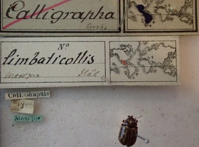 BE-RBINS-ENT Calligrapha_137 Calligrapha limbaticollis Label.jpg BE-RBINS-ENT Calligrapha_137 Calligrapha limbaticollis Label.jpg