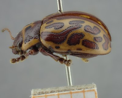 BE-RBINS-ENT Calligrapha_137 Calligrapha limbaticollis Lateral.jpg BE-RBINS-ENT Calligrapha_137 Calligrapha limbaticollis Lateral.jpg