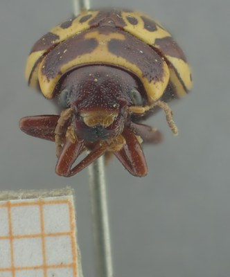 BE-RBINS-ENT Calligrapha_138 Calligrapha limbaticollis Frontal.jpg BE-RBINS-ENT Calligrapha_138 Calligrapha limbaticollis Frontal.jpg