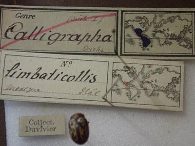 BE-RBINS-ENT Calligrapha_138 Calligrapha limbaticollis Label.jpg BE-RBINS-ENT Calligrapha_138 Calligrapha limbaticollis Label.jpg