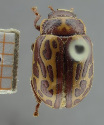 BE-RBINS-ENT Calligrapha_139 Calligrapha limbaticollis Dorsal.jpg BE-RBINS-ENT Calligrapha_139 Calligrapha limbaticollis Dorsal.jpg