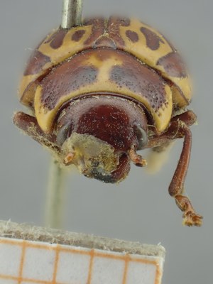 BE-RBINS-ENT Calligrapha_139 Calligrapha limbaticollis Frontal.jpg BE-RBINS-ENT Calligrapha_139 Calligrapha limbaticollis Frontal.jpg