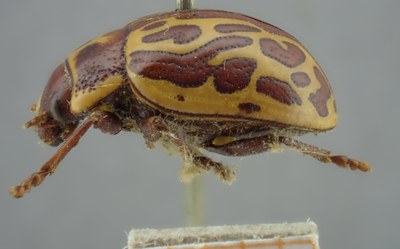 BE-RBINS-ENT Calligrapha_139 Calligrapha limbaticollis Lateral.jpg BE-RBINS-ENT Calligrapha_139 Calligrapha limbaticollis Lateral.jpg
