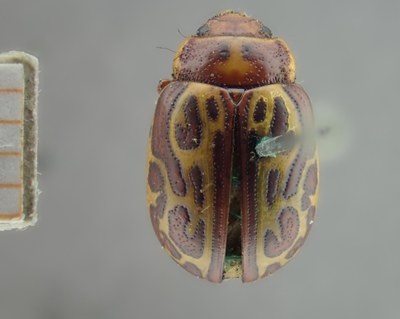 BE-RBINS-ENT Calligrapha_140 Calligrapha limbaticollis Dorsal.jpg BE-RBINS-ENT Calligrapha_140 Calligrapha limbaticollis Dorsal.jpg