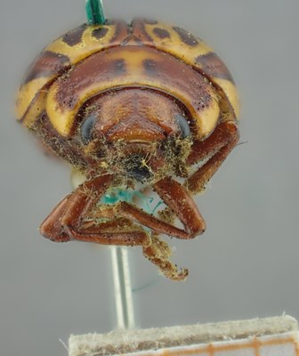 BE-RBINS-ENT Calligrapha_140 Calligrapha limbaticollis Frontal.jpg BE-RBINS-ENT Calligrapha_140 Calligrapha limbaticollis Frontal.jpg