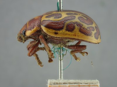BE-RBINS-ENT Calligrapha_140 Calligrapha limbaticollis Lateral.jpg BE-RBINS-ENT Calligrapha_140 Calligrapha limbaticollis Lateral.jpg