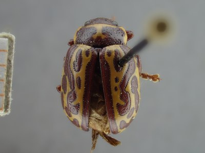 BE-RBINS-ENT Calligrapha_141 Calligrapha limbaticollis Dorsal.jpg BE-RBINS-ENT Calligrapha_141 Calligrapha limbaticollis Dorsal.jpg