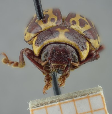 BE-RBINS-ENT Calligrapha_141 Calligrapha limbaticollis Frontal.jpg BE-RBINS-ENT Calligrapha_141 Calligrapha limbaticollis Frontal.jpg