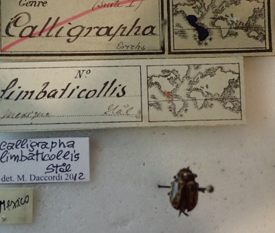 BE-RBINS-ENT Calligrapha_141 Calligrapha limbaticollis Label.jpg