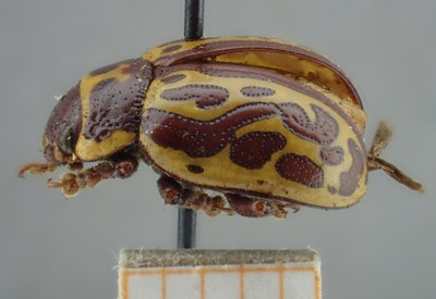 BE-RBINS-ENT Calligrapha_141 Calligrapha limbaticollis Lateral.jpg BE-RBINS-ENT Calligrapha_141 Calligrapha limbaticollis Lateral.jpg