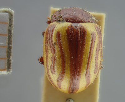 BE-RBINS-ENT Calligrapha_143 Dorsal.jpg BE-RBINS-ENT Calligrapha_143 Dorsal.jpg