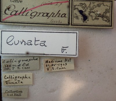 BE-RBINS-ENT Calligrapha_143 Label.jpg BE-RBINS-ENT Calligrapha_143 Label.jpg