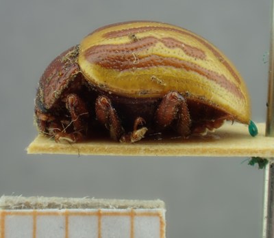 BE-RBINS-ENT Calligrapha_143 Lateral.jpg BE-RBINS-ENT Calligrapha_143 Lateral.jpg