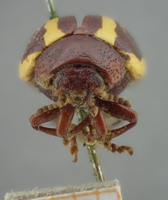 BE-RBINS-ENT Calligrapha_146 Calligrapha lunata Frontal.jpg BE-RBINS-ENT Calligrapha_146 Calligrapha lunata Frontal.jpg