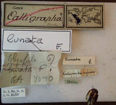 BE-RBINS-ENT Calligrapha_146 Calligrapha lunata Label.jpg BE-RBINS-ENT Calligrapha_146 Calligrapha lunata Label.jpg