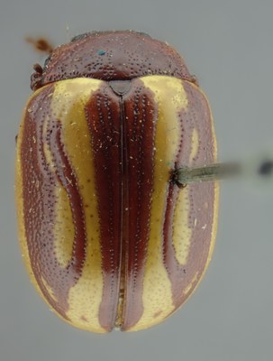 BE-RBINS-ENT Calligrapha_147 Calligrapha lunata Inventory Dorsal.jpg BE-RBINS-ENT Calligrapha_147 Calligrapha lunata Inventory Dorsal.jpg