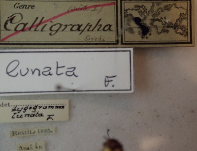 BE-RBINS-ENT Calligrapha_147 Calligrapha lunata Inventory Label.jpg BE-RBINS-ENT Calligrapha_147 Calligrapha lunata Inventory Label.jpg