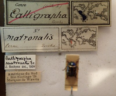 BE-RBINS-ENT Calligrapha_149 Calligrapha matronalis Label.jpg BE-RBINS-ENT Calligrapha_149 Calligrapha matronalis Label.jpg