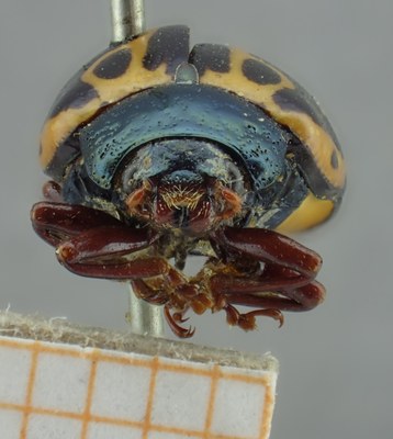 BE-RBINS-ENT Calligrapha_150 Calligrapha matronalis Frontal.jpg BE-RBINS-ENT Calligrapha_150 Calligrapha matronalis Frontal.jpg