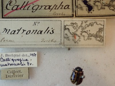BE-RBINS-ENT Calligrapha_150 Calligrapha matronalis Label.jpg BE-RBINS-ENT Calligrapha_150 Calligrapha matronalis Label.jpg