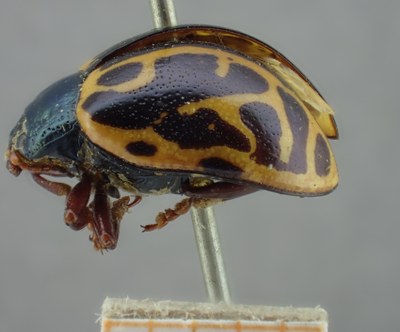 BE-RBINS-ENT Calligrapha_150 Calligrapha matronalis Lateral.jpg BE-RBINS-ENT Calligrapha_150 Calligrapha matronalis Lateral.jpg