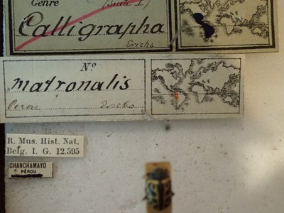 BE-RBINS-ENT Calligrapha_151 Calligrapha matronalis Label.jpg BE-RBINS-ENT Calligrapha_151 Calligrapha matronalis Label.jpg