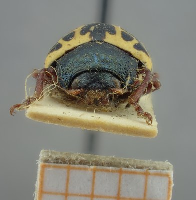 BE-RBINS-ENT Calligrapha_152 Calligrapha matronalis Frontal.jpg BE-RBINS-ENT Calligrapha_152 Calligrapha matronalis Frontal.jpg