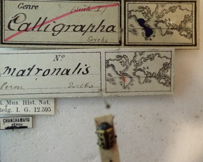 BE-RBINS-ENT Calligrapha_152 Calligrapha matronalis Label.jpg BE-RBINS-ENT Calligrapha_152 Calligrapha matronalis Label.jpg