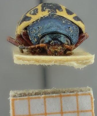 BE-RBINS-ENT Calligrapha_153 Calligrapha matronalis Frontal.jpg BE-RBINS-ENT Calligrapha_153 Calligrapha matronalis Frontal.jpg