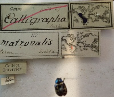 BE-RBINS-ENT Calligrapha_154 Calligrapha matronalis Label.jpg BE-RBINS-ENT Calligrapha_154 Calligrapha matronalis Label.jpg