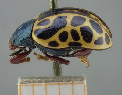BE-RBINS-ENT Calligrapha_154 Calligrapha matronalis Lateral.jpg BE-RBINS-ENT Calligrapha_154 Calligrapha matronalis Lateral.jpg