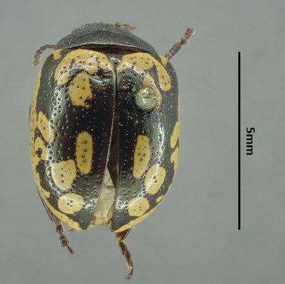 BE-RBINS-ENT Calligrapha_155 Calligrapha multiguttata Dorsal.jpg BE-RBINS-ENT Calligrapha_155 Calligrapha multiguttata Dorsal.jpg