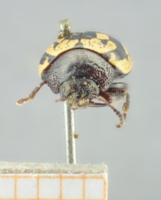 BE-RBINS-ENT Calligrapha_155 Calligrapha multiguttata Frontal.jpg BE-RBINS-ENT Calligrapha_155 Calligrapha multiguttata Frontal.jpg