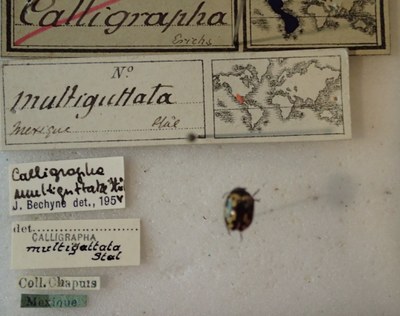 BE-RBINS-ENT Calligrapha_155 Calligrapha multiguttata Label.jpg BE-RBINS-ENT Calligrapha_155 Calligrapha multiguttata Label.jpg