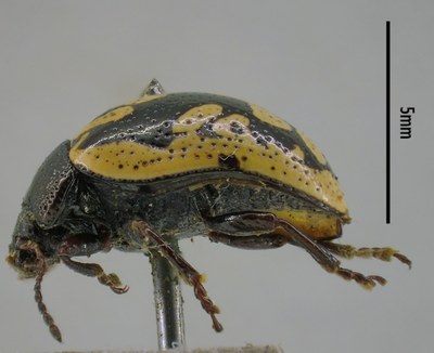 BE-RBINS-ENT Calligrapha_155 Calligrapha multiguttata Lateral.jpg BE-RBINS-ENT Calligrapha_155 Calligrapha multiguttata Lateral.jpg