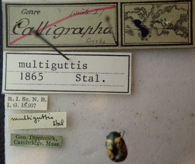 BE-RBINS-ENT Calligrapha_159 Calligrapha multiguttis Label.jpg