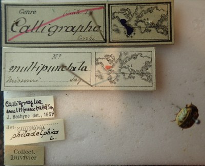 BE-RBINS-ENT Calligrapha_160 Calligrapha multipunctata Label.jpg BE-RBINS-ENT Calligrapha_160 Calligrapha multipunctata Label.jpg