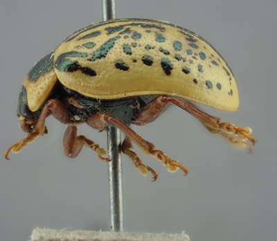 BE-RBINS-ENT Calligrapha_160 Calligrapha multipunctata Lateral.jpg BE-RBINS-ENT Calligrapha_160 Calligrapha multipunctata Lateral.jpg