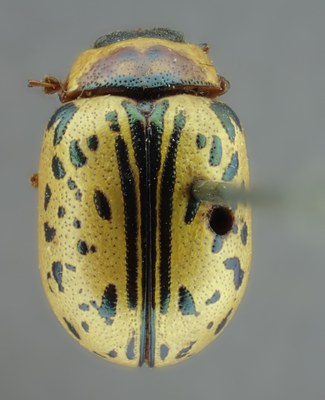 BE-RBINS-ENT Calligrapha_161 Calligrapha multipunctata Dorsal.jpg