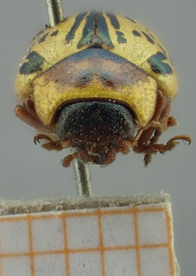 BE-RBINS-ENT Calligrapha_161 Calligrapha multipunctata Frontal.jpg