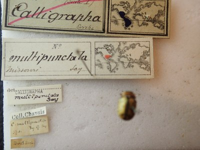 BE-RBINS-ENT Calligrapha_161 Calligrapha multipunctata Label.jpg BE-RBINS-ENT Calligrapha_161 Calligrapha multipunctata Label.jpg