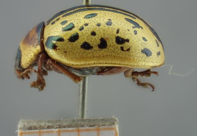 BE-RBINS-ENT Calligrapha_161 Calligrapha multipunctata Lateral.jpg BE-RBINS-ENT Calligrapha_161 Calligrapha multipunctata Lateral.jpg